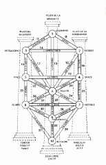 Arbre Tarot