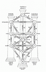 Redimensionnement de Arbre Tarot