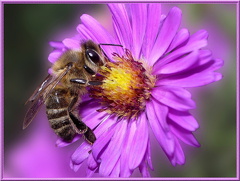 abeille