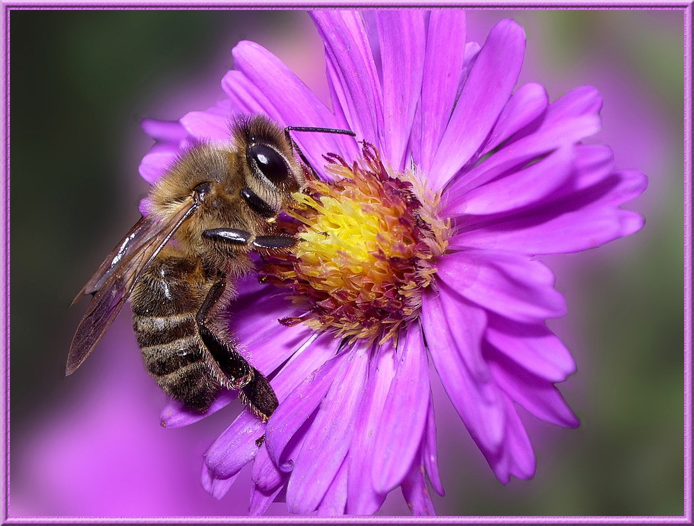 abeille