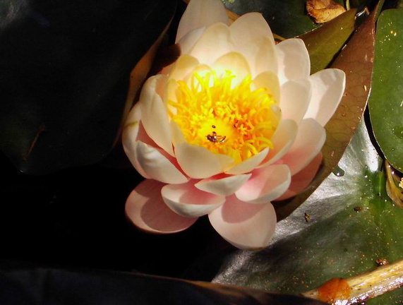 fleur de lotus2