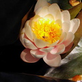 fleur de lotus2.jpg