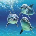 fonds dauphins a4