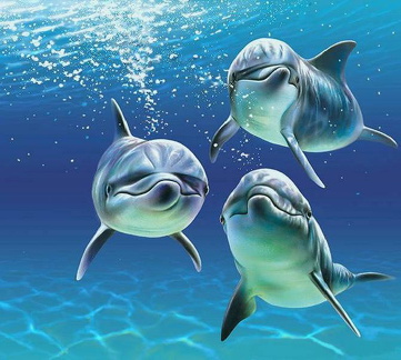 fonds dauphins a4