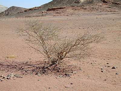 buisson ardent