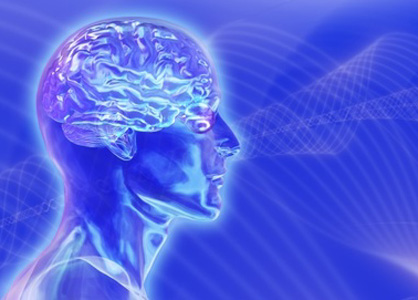 cerveau.jpg