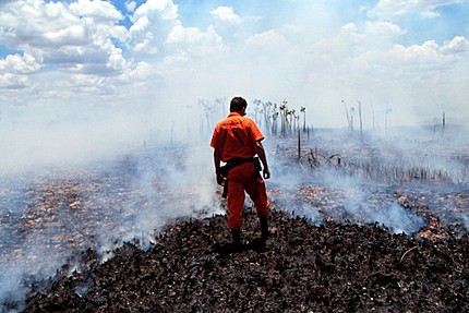 destruction-de-l-amazonie-pau